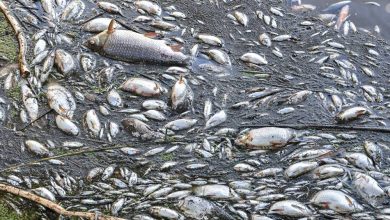 Photo de Recherche de la cause de la mort des poissons : « Prymnesium parvum » – des experts identifient des algues toxiques dans l'Oder