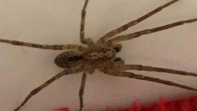 Photo de Espèce vénéneuse de Méditerranée : l'araignée Nosferatu se propage à Clèves
