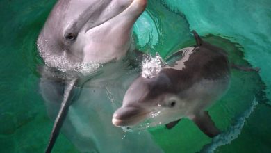 Photo de Action de protestation au zoo de Duisburg : des militants du bien-être animal sautent dans le delphinarium pendant le spectacle